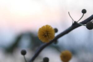 A branch with yellow flowers photo