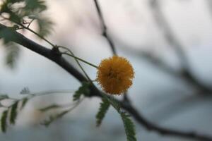A yellow flower on a tree branch photo