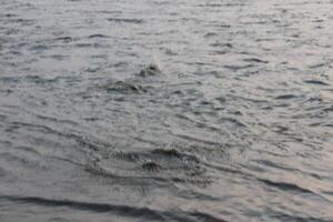 A man is standing in the water with a surfboard photo