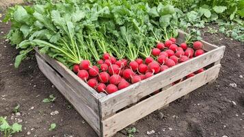 Fresh Radishes in a Wooden Crate - Farm Fresh Produce photo