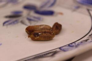 A plate with three beans on it photo