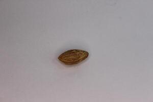 A nut on a white surface photo