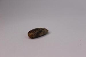A small date seed on a white background photo