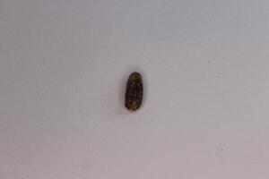 A small brown object on a white surface photo