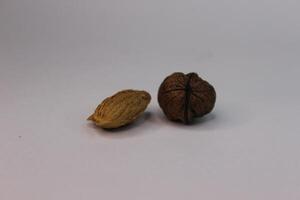 A walnut and a nut photo