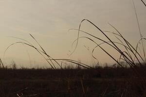 A plane flying over a field with tall grass photo