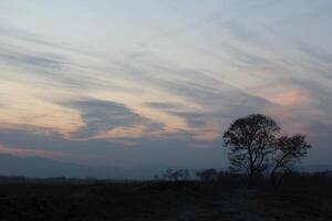 A lone tree in the middle of a field photo