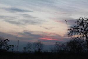 A plane flying over a field with a tree in the background photo