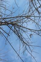 A bird is perched on a tree branch photo