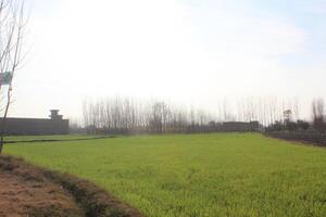 Tall, leafless trees border a vibrant green, grassy field, creating a serene rural landscape. photo