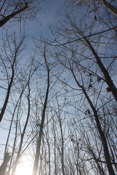 A view of the sky from the ground looking up at the trees photo