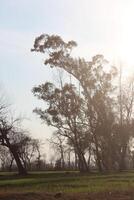 A field with trees and grass photo