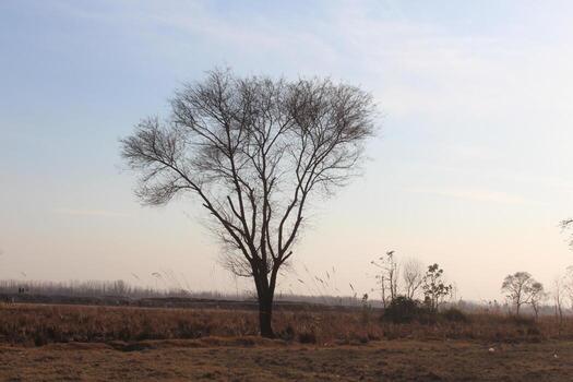 A lone tree in a field with a sky in the background photo