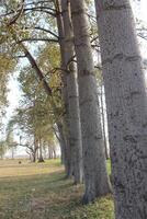 Tall trees with thick trunks and sparse branches line a grassy area. photo