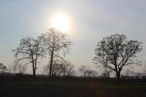 A plane flying over a field with trees in the background photo