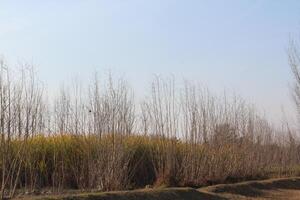 Leafless trees stand randomly across a green field, their slender branches reaching upwards. photo