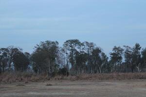 A sparse woodland landscape features deciduous trees with bare branches, indicating a winter setting. photo