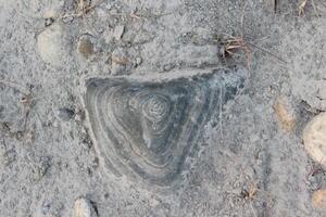 Triangular rock embedded in dry, dusty ground, featuring concentric layers. photo