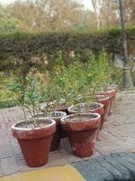 Vibrant Green Plants in Rustic Brown Pots Outdoor Setting clay soil tone life view flora earth color photo