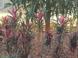 Vibrant Red Cordyline Plants Lush Tropical Garden Setting Life Dark Bush Soil Flora Green Image photo