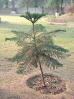 Young Norfolk Island Pine Tree Outdoor Nature Garden Plant Soil Green Trunk Flora Photo Image Leaves