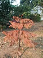 Autumnal Cypress Tree Branch Detailed Nature Photography red fall wood twig bush park plant brown photo