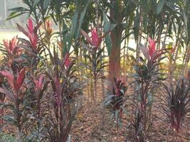 Vibrant Red Cordyline Plants Lush Tropical Garden Nature Bush Dark Pink Soil Green Flora Color Scene photo
