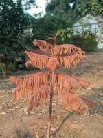 Unique Brown Autumnal Cypress Tree Nature Photography Dry Tan Leaf Park Wood Stem Plant Image Image photo