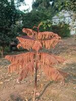 Autumnal Cypress Tree Branch Detailed Nature Photography Red Fall Plant Brown Image Flora Woody photo