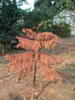 Autumnal Cypress Tree Brown Foliage Nature Plant Outdoor Dry Wood Tone Fall Life View Flora Image photo