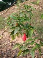 Vibrant Red Hibiscus Flower Blooming in Nature Lush Green Foliage Leaf Stem Plant Flora Color Petal photo