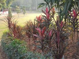 Vibrant Red Cordyline Plants Garden Lush Green Background Sunlight Bush Park Dark Flora Shrub Color photo