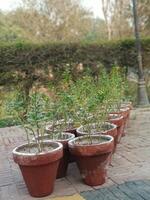 Terracotta Pots Green Plants Row Outdoor Garden Spring red view soil clay life lush flora image photo