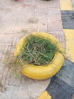 Yellow Tire Planter with Green Plants Outdoor Garden Decor home grass wheel image photo stock asset