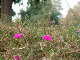 Pink flowers in the grass photo