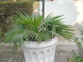 Elegant Green Palm Plant in White Pot Lush Foliage Garden Decor art home calm life image photo fresh