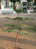 Norfolk Island Pine Tree Young Plant Green Nature Outdoors Sunlight View Life Flora Small Image photo