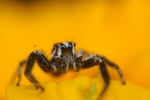 The jumping spider spider that gets ability, which it uses to catch prey.Jumping spiders are harmless, beneficial wildlife 4k image photo