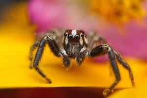 The jumping spider spider that gets ability, which it uses to catch prey.Jumping spiders are harmless, beneficial creatures wildlife image photo