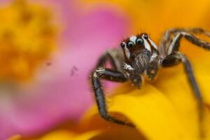 The jumping spider spider that gets ability, which it uses to catch prey.Jumping spiders are harmless, beneficial creatures wildlife 4k image photo