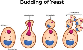 Budding in Yeast Design Illustration vector