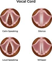 Vocal Cord Positions During Speech and Silence Design Illustration vector