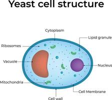 Yeast Cell Structure Design Illustration vector