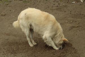 White Dog Digging in the Sand on a Cloudy Outdoor Day photo