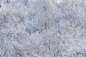 snowy trees in city park after snowing in winter photo