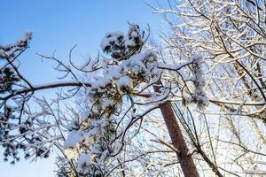 bottom view of pine tree branches covered snow photo