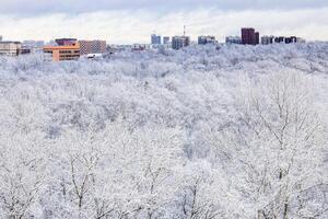 snowy trees in park after snowing in winter photo