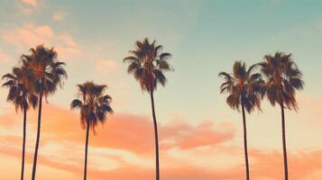 serene palm trees simple photo
