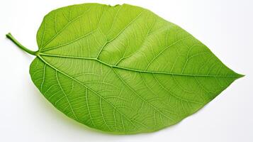 veins leaves white background photo