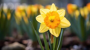 daffodil coming of spring photo